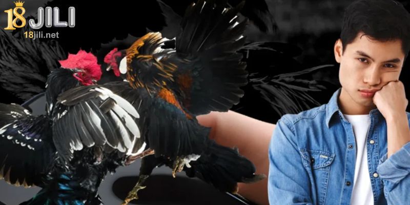 Important notes for playing 18Jili Sabong